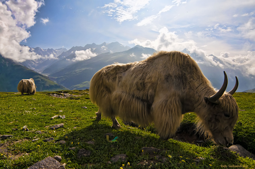 Experience Yak Safari